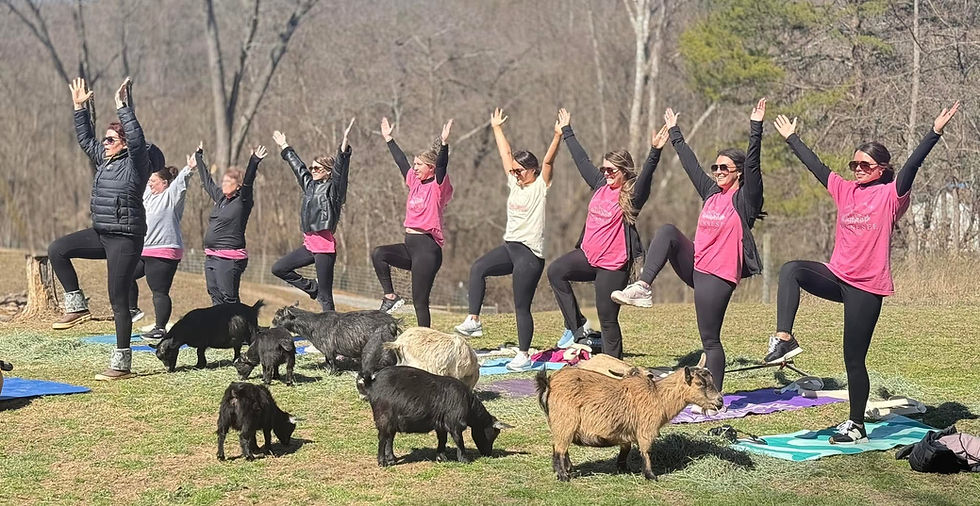 Pygmy Harbor Goat Yoga