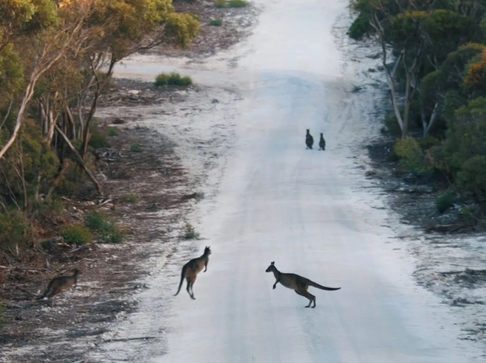 Kangaroos crossing the road on Kangaroo Island
