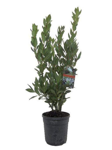 Sitemapcdatahttpsfinkedriinfoprix Laurier Tin 150 Cmnull