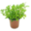 Menthe pouliot , ou menthe ginger