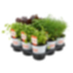 Sauce Verte Mix Herbes aromatiques