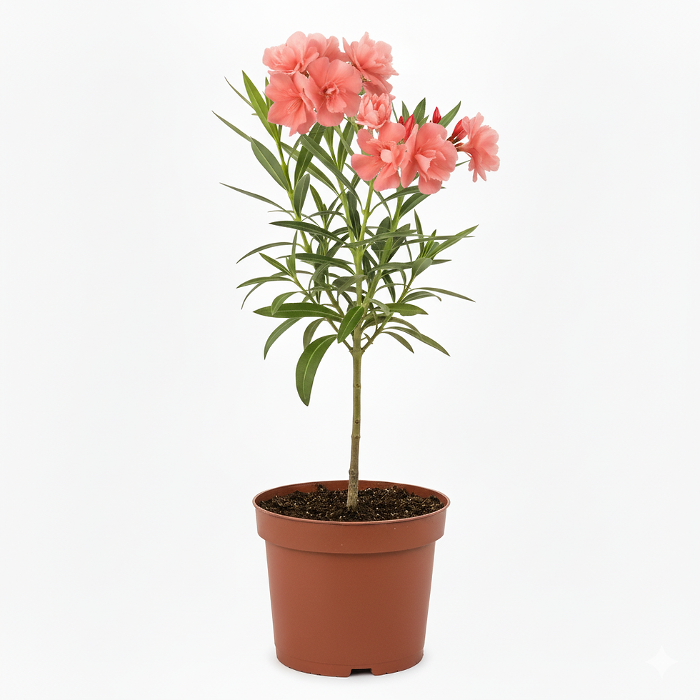 Laurier – rose – Nerium oleander