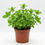 Miniature : menthe poivrée marocaine