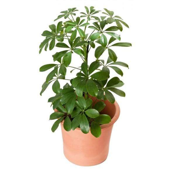 Schefflera