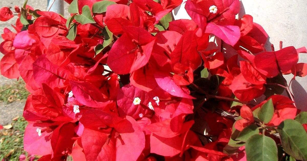 Bougainvillier rouge