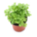 persil plat , ainsi qu'une variété d'herbes de Provence d'épices et d'herbes aromatiques en pot