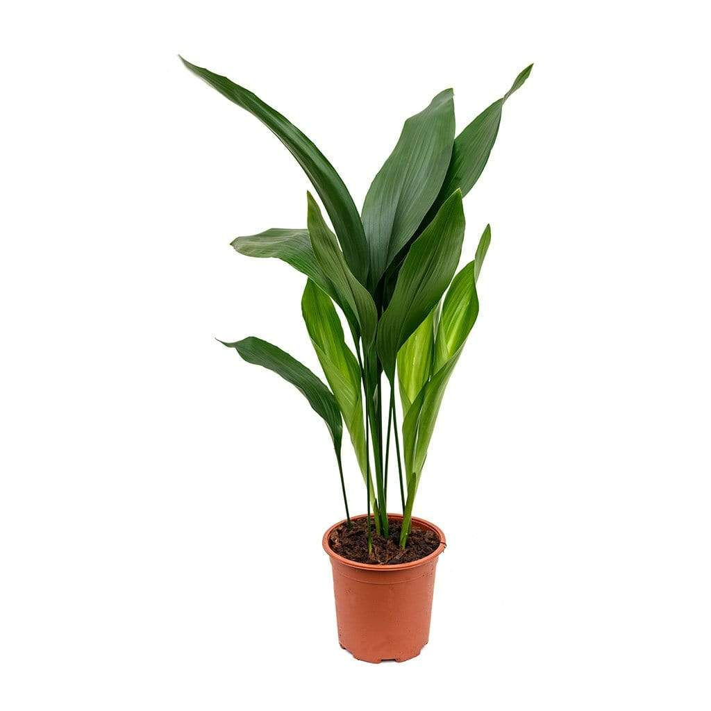 Aspidistra