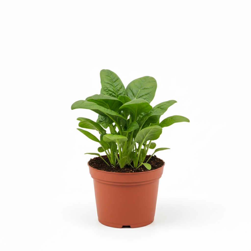 Épinard RÉSISTATOU®