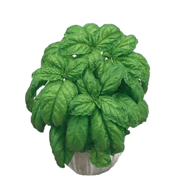 Basilic Napolitain MAMMOUTH