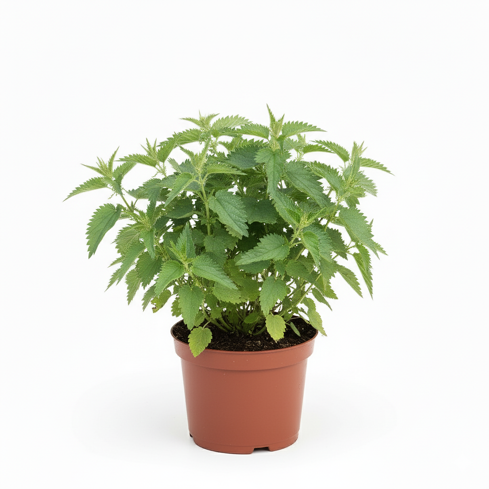 Ortie -URTICA DIOICA