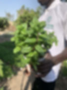 Herbes aromatiques - Menthe Chocolat , Mentha rubra