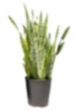 Sansevieria laurentii 10L