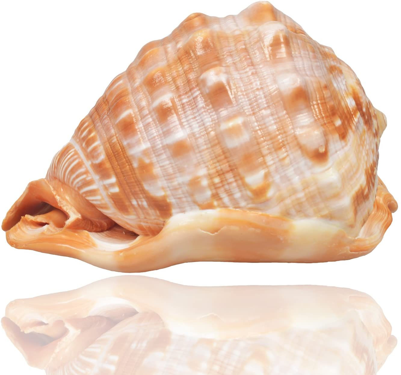 Jangostor Grands Coquillages naturels océanique 2