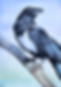 Pied Raven