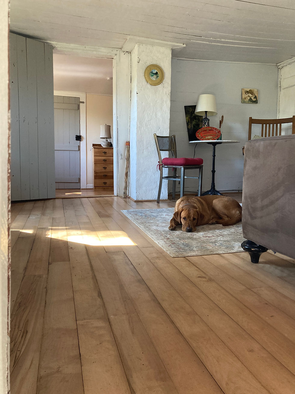 Cricket in living room.JPG