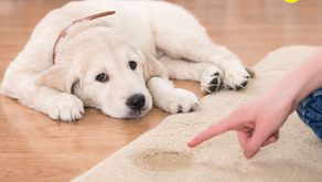 ENSEÑARLE AL CACHORRO A HACER SUS NECESIDADES DONDE DEBE