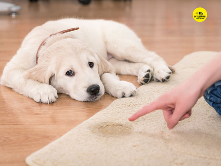 ENSEÑARLE AL CACHORRO A HACER SUS NECESIDADES DONDE DEBE