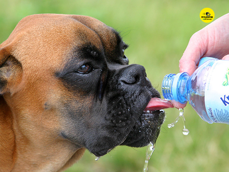 TODO LO QUE NECESITAS SABER SOBRE LOS GOLPES DE CALOR EN LAS MASCOTAS