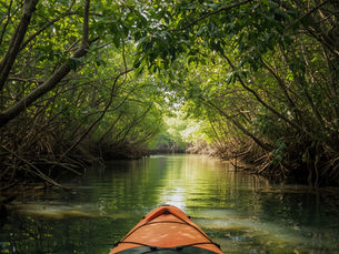 Excursion kayak mangrove Martinique - exploration écologique de la baie de Génipa en Presqu'île de la Caravelle