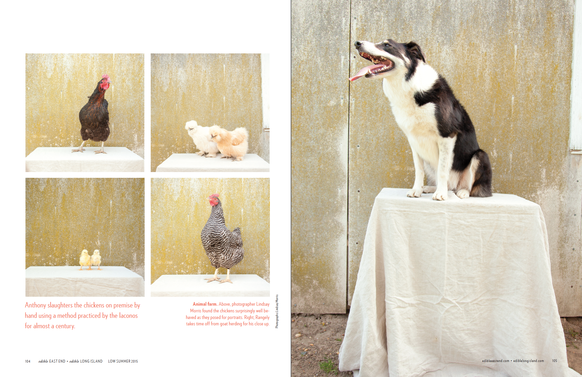 Iacono Farms (p.3 of 4)