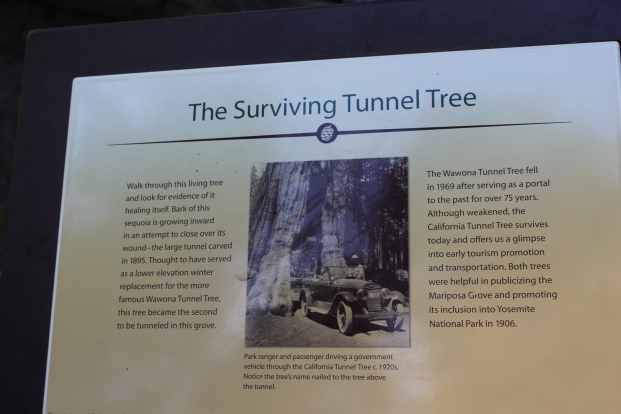 Tunnel Tree