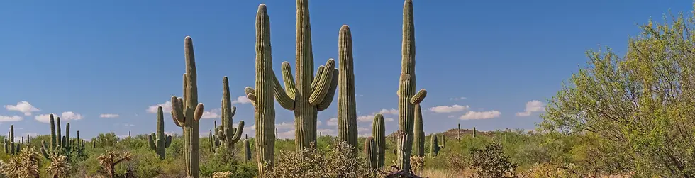 Saguaro Cactus Desert Scene in Saguaro National Park in Arizona