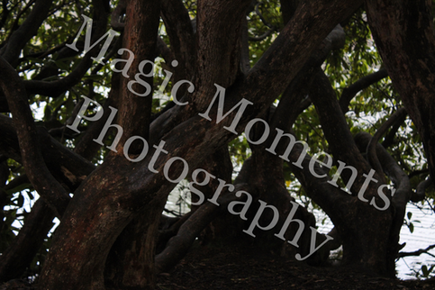 Sheffield Park - National Trust