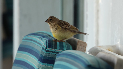 Grassland Yellow Finch © James Phillips / OWE