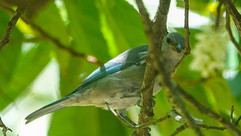 Blue-gray Tanager © Clare Gower / OWE