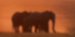 African_Bush_Elephant_Chobe_2024-09-24_27_00045.jpg