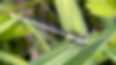 White-legged_Damselfly_Swanley_Lock_2026-06-08_00002.jpg