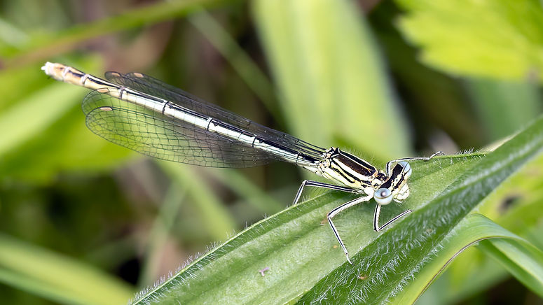 White-legged_Damselfly_Swanley_Lock_2026-06-08_00002.jpg