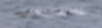 Common_Dolphin_Sea of Herbrides_2025-08-21_00008.JPG