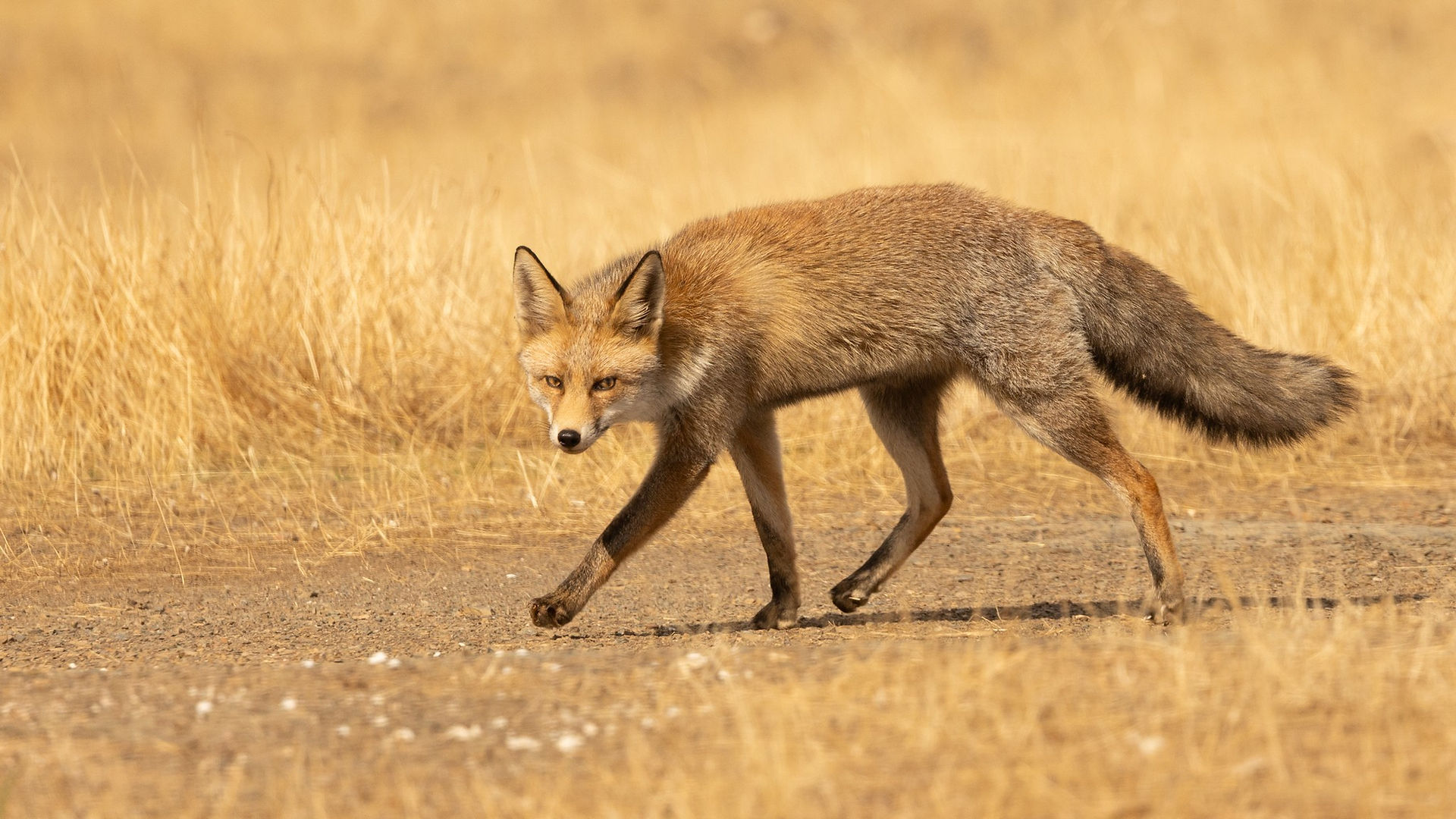 Red Fox