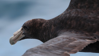 Southern Giant Petrel © James Phillips / OWE