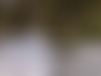 Dippers and Wagtails