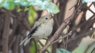 Mystery Leucistic Warbler © Clare Gower / OWE