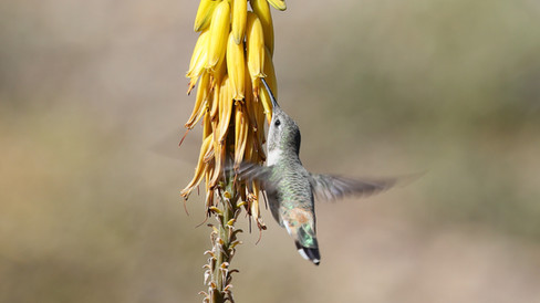 Oasis Hummingbird © James Phillips / OWEs
