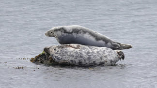 Grey Seal © Brian Tollitt / OWE