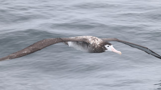 Antipodean Albatross © James Phillips / OWE