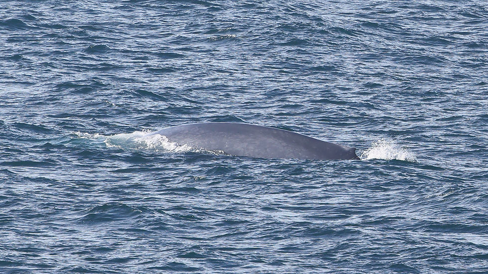 Blue Whale © James Phillips / OWE