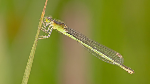 Female Scarce Blue-tailed Damselfly