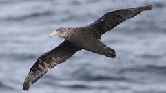 Southern Giant Petrel © James Phillips / OWE