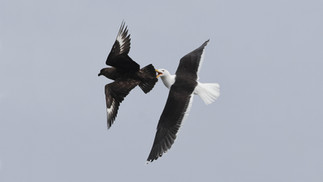 Great Skua © Brian Tollitt / OWE