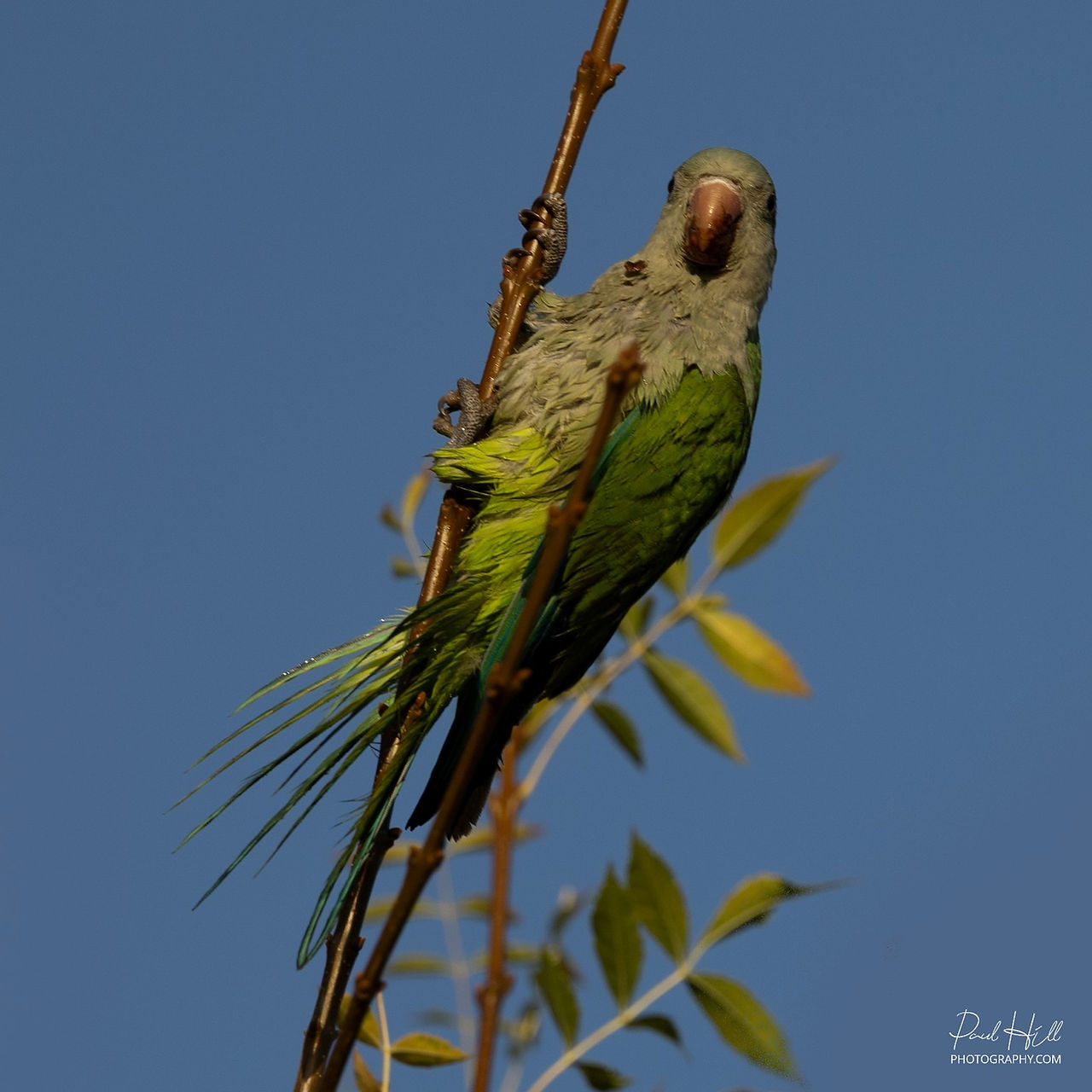 Monk Parakeet