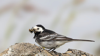 Pied Wagtail © Paul Hill / OWE