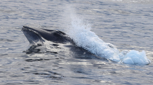 Sei Whale © James Phillips / OWE