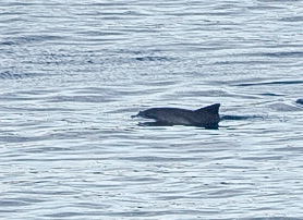Rough-toothed Dolphin © Clare Gower / OWE