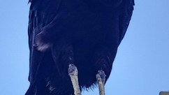 Black Vulture © Clare Gower / OWE