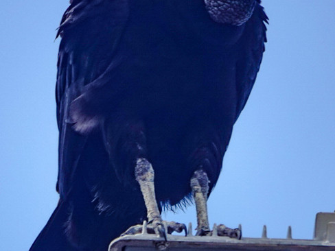 Black Vulture © Clare Gower / OWE